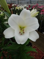 [5155 Selene VZ No02.JPG]